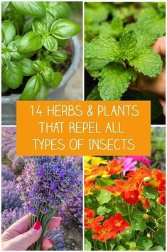 herbs and plants that repel all types of insects