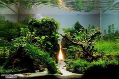 an aquarium filled with plants and rocks