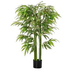 a tall bamboo plant in a black pot