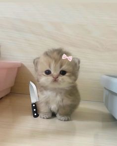 a small kitten with a pink bow sitting next to a knife on top of a wooden floor