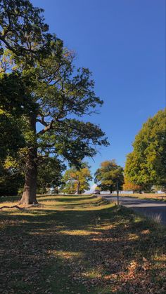 the road is lined with trees on both sides and grass in the foreground, there are no leaves on the ground