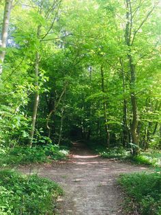 a dirt road surrounded by trees and bushes