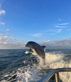 a dolphin jumping out of the water on a boat