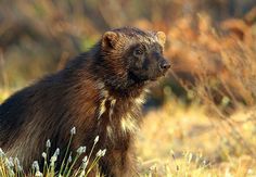 a small animal standing in the middle of a grass and brush covered field with flowers