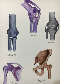 an image of different types of bones