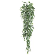 a green plant hanging from the side of a white wall