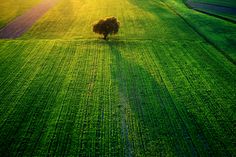 a lone tree stands in the middle of a green field at sunset or sunrise, as seen from above