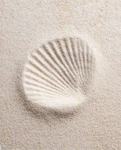 an image of a seashell in the sand