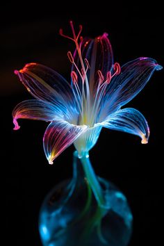 a close up of a flower on a black background with blue and red lights in the center