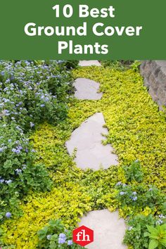 the top 10 best ground cover plants to grow in your yard, garden or backyard