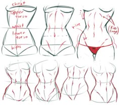 Abs Reference Art, Waist Muscles Anatomy, Abs Art Reference Female, Waist Anatomy Drawing, How To Draw Female Shoulders, Female With Abs Anime, How To Draw Waist Female, Female Muscles Reference, Anime Female Torso Reference