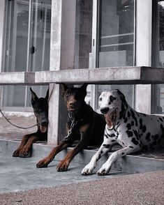 two dogs laying on the ground next to each other in front of a building with large windows