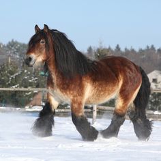 a brown and black horse walking in the snow