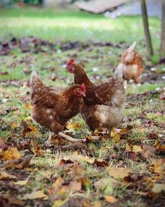 two chickens are walking in the grass near some trees and fallen leaves on the ground