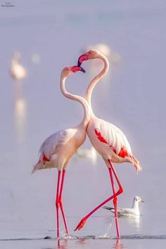 two flamingos standing next to each other in the water with their beaks touching