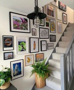 a staircase with pictures and plants on the wall