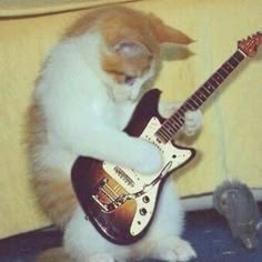 an orange and white cat playing with a guitar