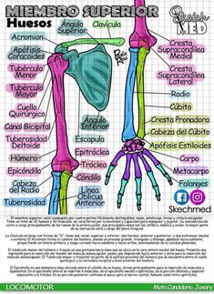 a diagram of the bones and their major muscles, including the upper limb with labels on each side