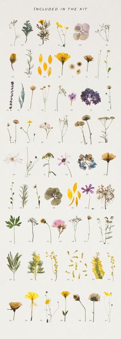 an image of various flowers on a white background