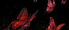 three red butterflies flying in the dark