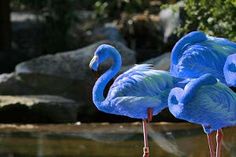 two blue flamingos standing next to each other