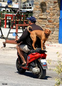 a man on a motorcycle with a dog on his back