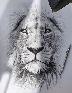 a pencil drawing of a lion's face