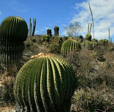 several large cactus plants on the side of a hill with clouds in the sky behind them