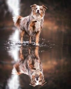 a dog is standing in the water with its reflection on it's surface,