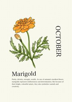 an orange flower with green leaves on it and the words margold written below