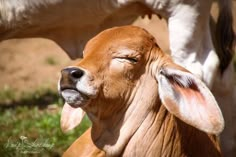 a close up of a cow with its eyes closed