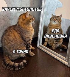 a cat sitting in front of a mirror looking at it's own reflection with caption