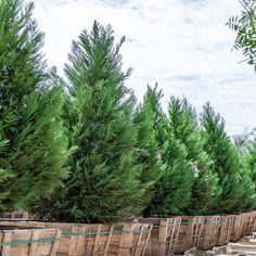 rows of green trees in baskets lined up