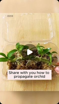 someone is holding a plastic container with plants in it and the words share with you how to propagate orchids