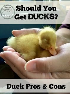 a person holding a small duck in their hands with the caption should you get ducks?