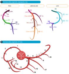 the diagram shows different types of blood vessels