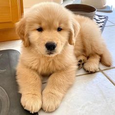 a puppy laying on the floor next to a potted plant