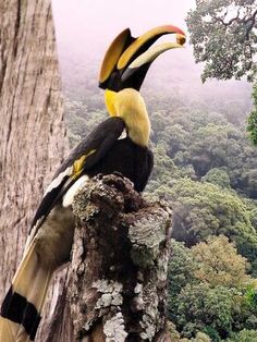 a bird sitting on top of a tree next to a lush green forest filled with trees