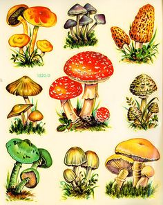 an image of many different mushrooms on the ground