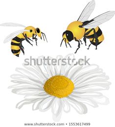 two bees are flying over a daisy flower