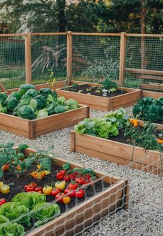 many different types of vegetables in wooden boxes on gravel ground with wire fencing around them