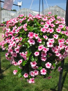 pink flowers are growing in a hanging planter