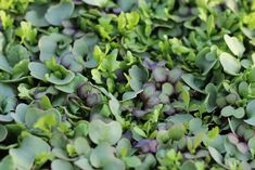 green and purple plants are growing in the ground