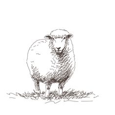 a black and white drawing of a sheep standing in the grass on a sunny day