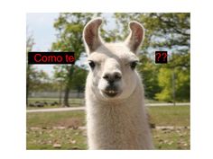 an alpaca looks at the camera while standing in front of trees and grass