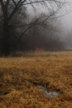 an empty field in the middle of winter with trees and grass on either side of it