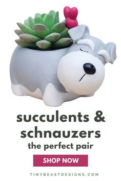 an advertisement for succulents and schnauzers the perfect pair shop now