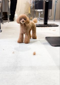 a brown poodle standing on top of a white floor next to a hair dryer