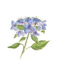 Watercolor Art Blue, Lacecap Hydrangea, Hydrangea Watercolor, Lace Cap Hydrangea, Hydrangea Painting, Beach House Art, Original Watercolor Art