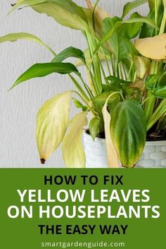 a potted plant with the words how to fix yellow leaves on houseplants